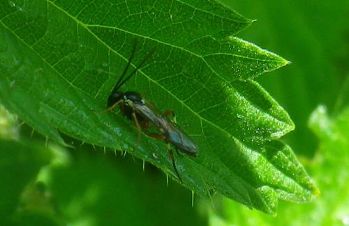 Diplazon laetatorius